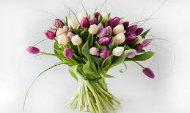 tulpes